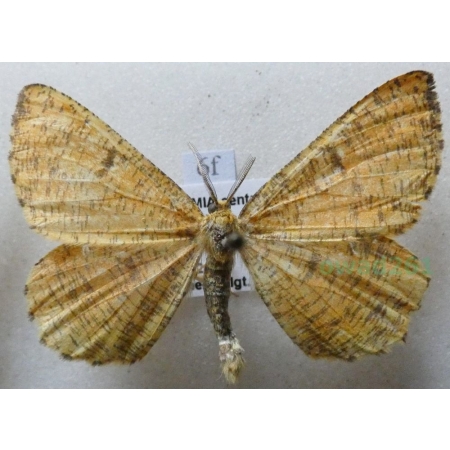 Angerona prunaria (Linnaeus, 1758) Rączyk leszczyniak Czech6f